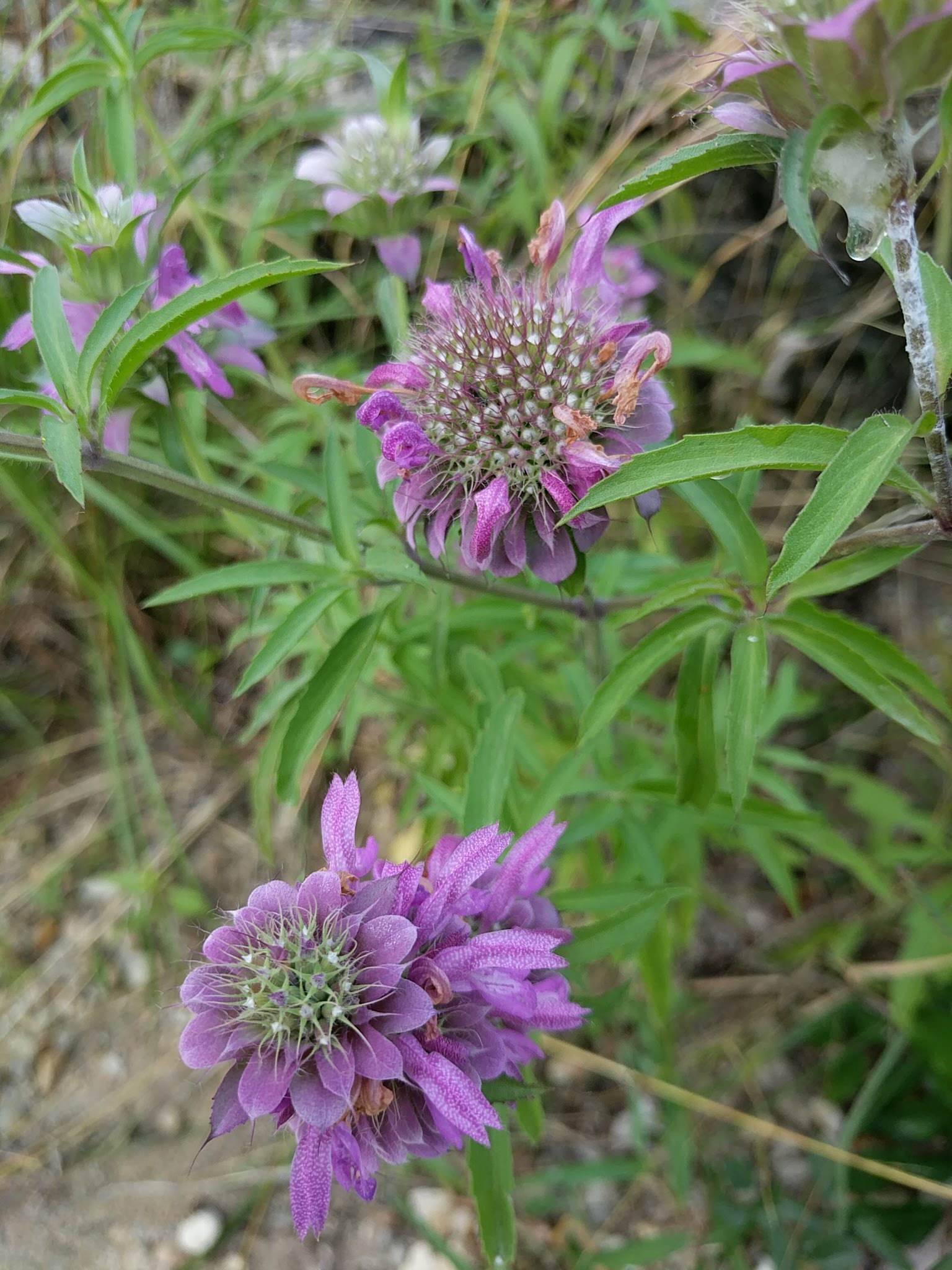 Monarda citriodora